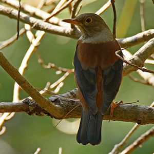 Chestnut Thrush